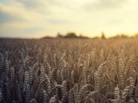 Slovenski kmetje želijo podrobnosti o odkupu pšenice