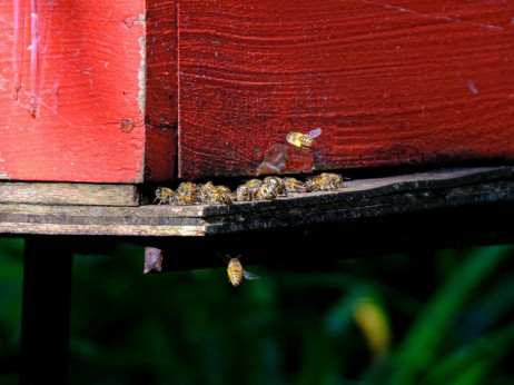 Svetovni dan čebel: Čebelarji večino medu prodajo neposredno na domu