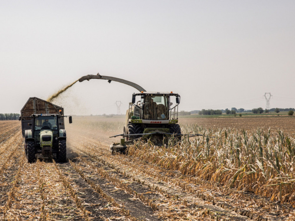 Evropski pridelek koruze okrnjen zaradi suše, vročine