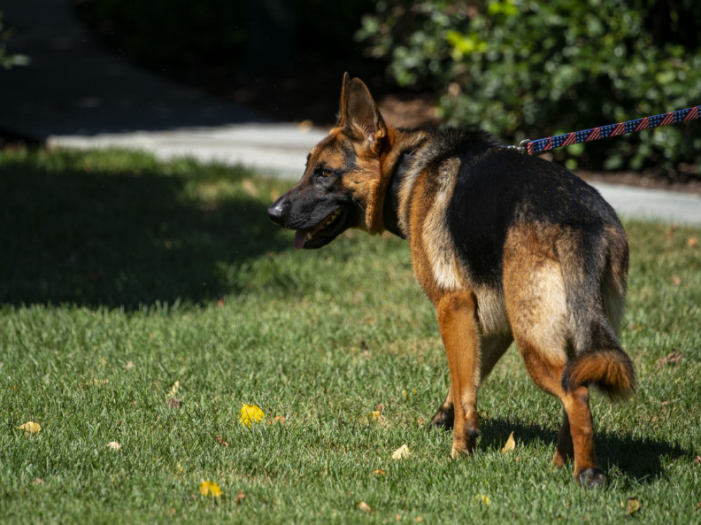 Koronski ljubljenčki: Med Slovenci najbolj priljubljeni nemški ovčarji