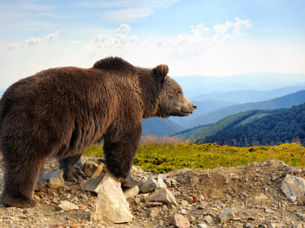 Odlivi iz evropskih delnic so na ravni zadnje dolžniške krize