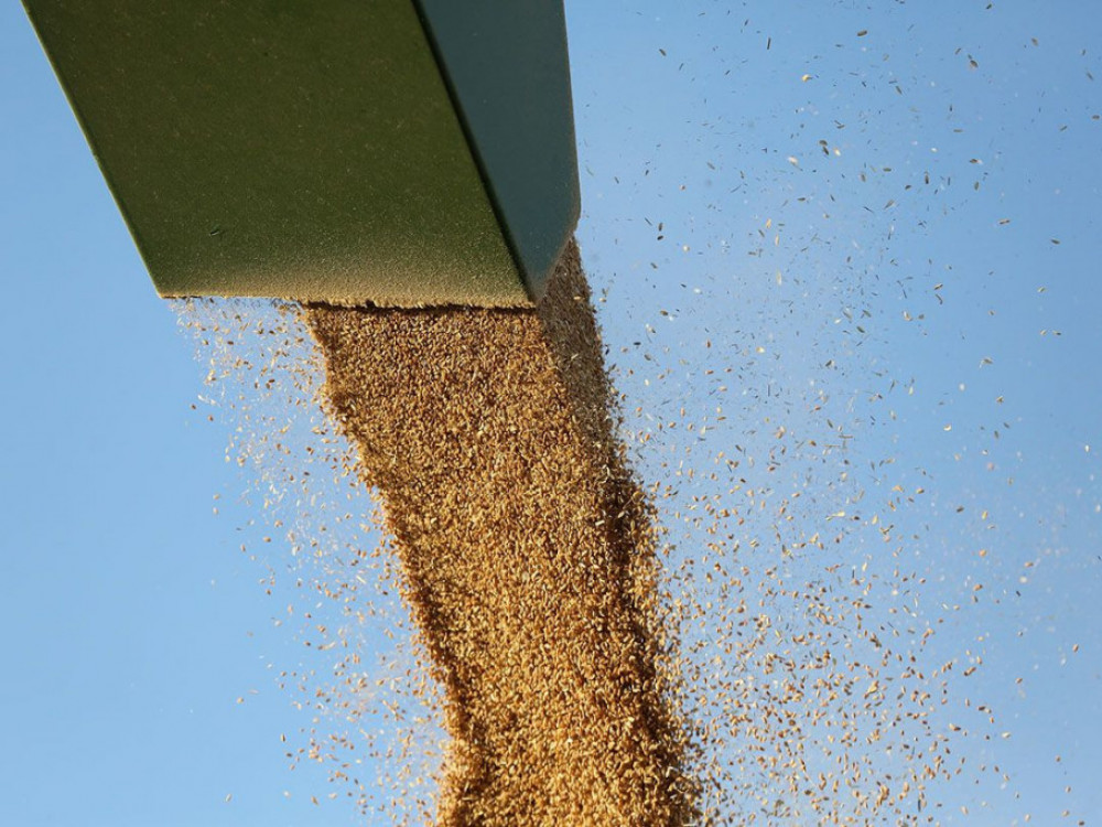 Rusija v novem letu podvaja izvoz pšenice, naftni prihodki pol manjši