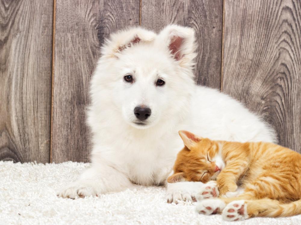 Hišni ljubljenčki poganjajo biznis; bo ta cvetel kljub inflaciji?