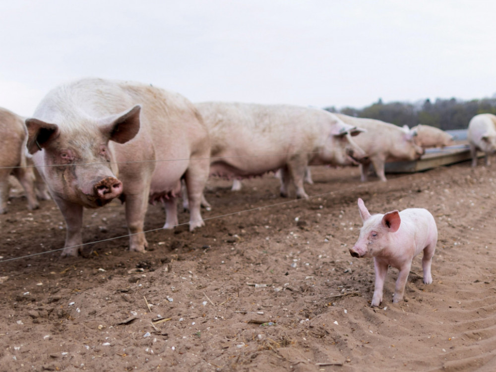 Trgovinska vojna: Bodo kitajski protiukrepi prizadeli tudi slovensko kmetijstvo?