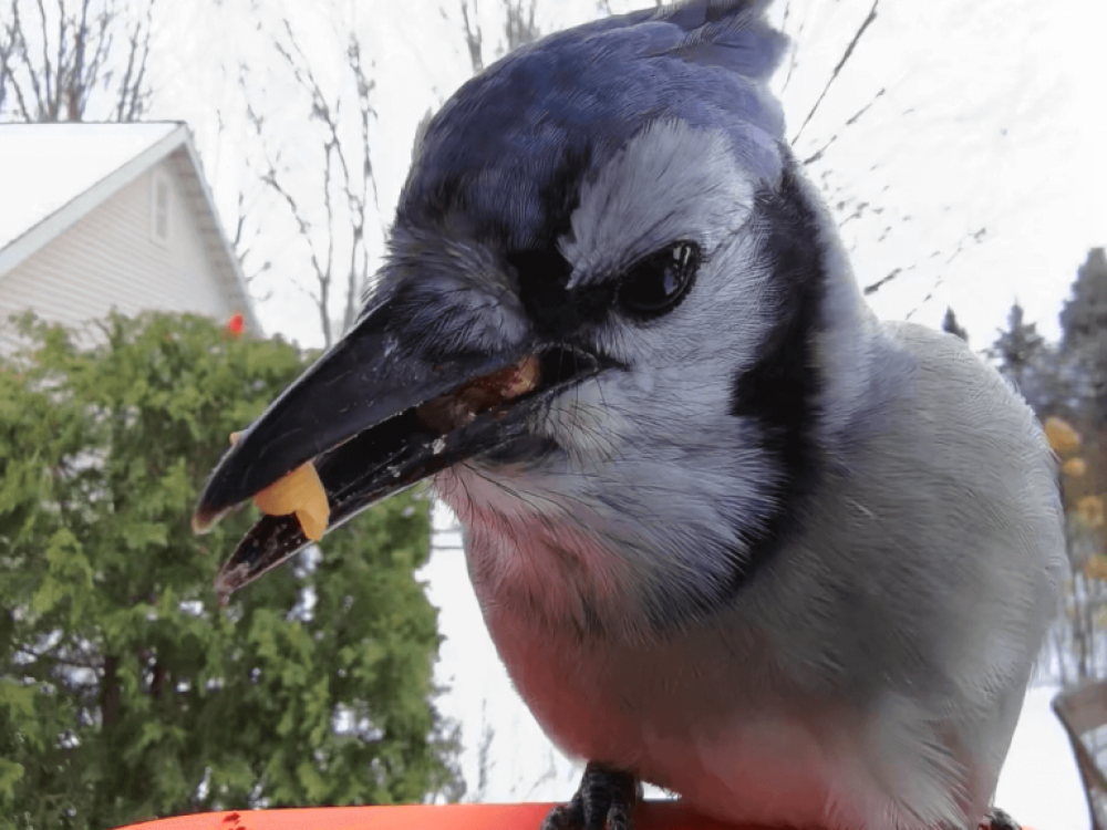 Bird Buddy v nekaj urah na Kickstarterju do milijona evrov