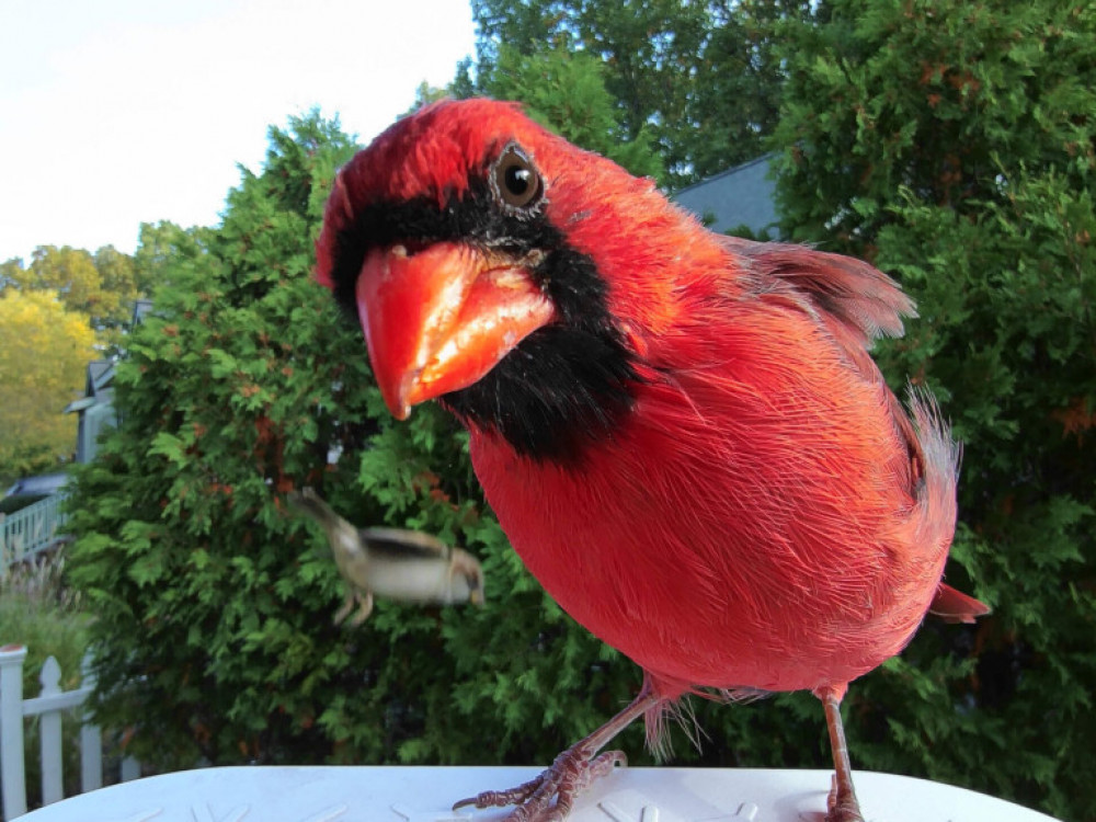 Bird Buddy na Kickstarterju zbral skoraj tri milijone evrov