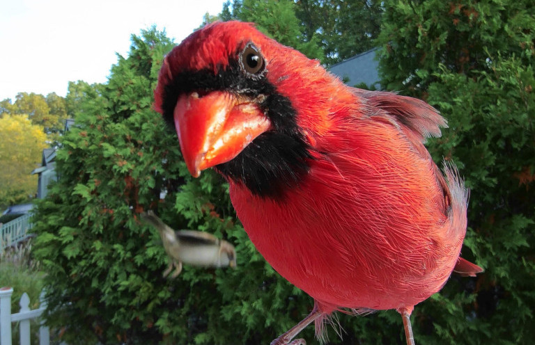 Pametne ptičje hišice – v dveh letih do 35 milijonov. Kako je to mogoče?
