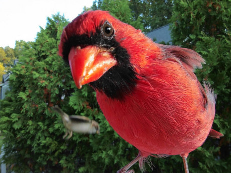 Pametne ptičje hišice – v dveh letih do 35 milijonov. Kako je to mogoče?