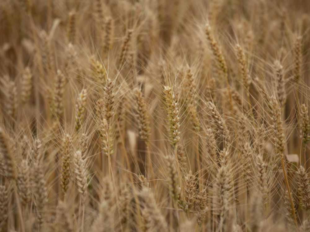 Rast cene pšenice po ruskem napadu v Ukrajini