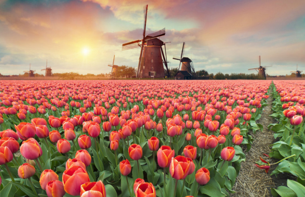 Hitri zaslužek in izguba razuma: Lekcije tulipanomanije