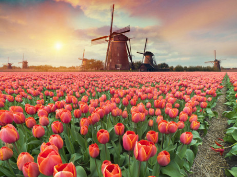Hitri zaslužek in izguba razuma: Lekcije tulipanomanije