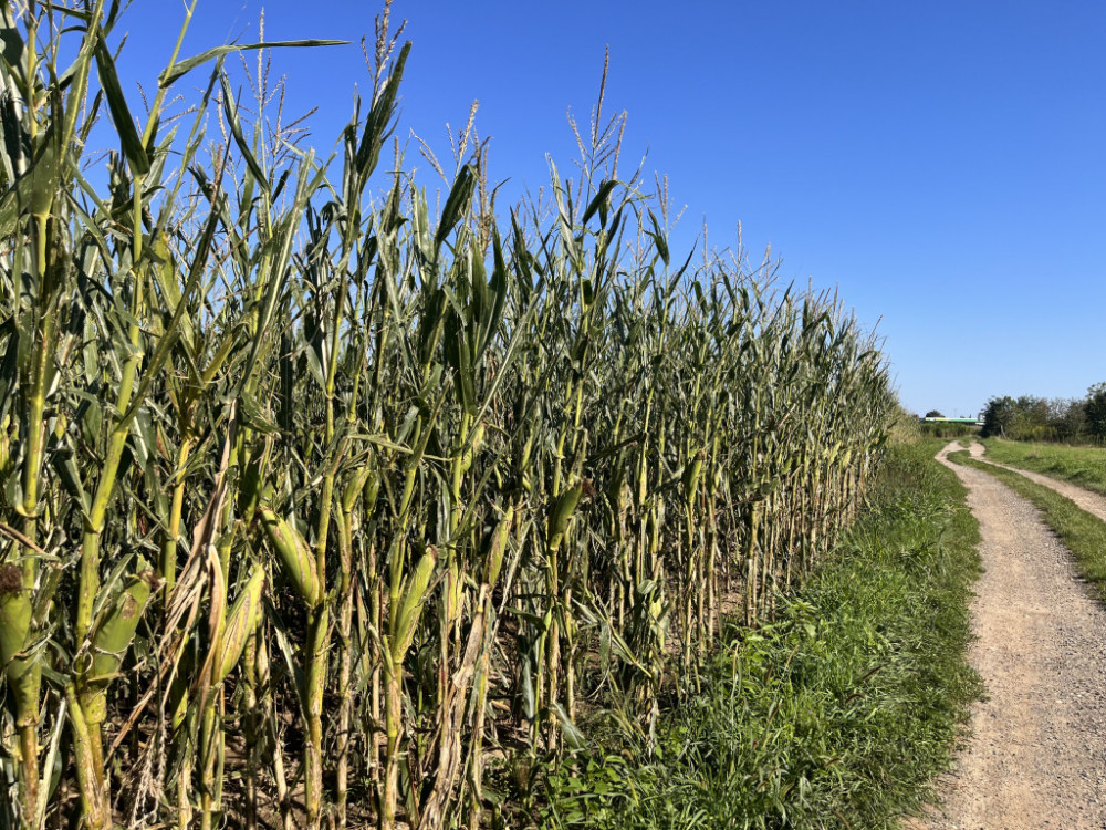 Analiza: kakšne so napovedi cen koruze?