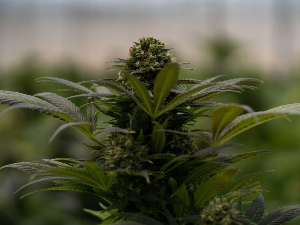 Kako gospodarstvo gleda na referendum o konoplji?