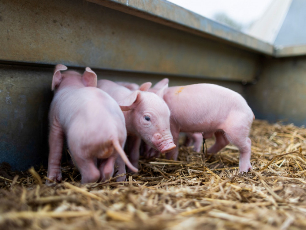 Ko bodo prašiči leteli ali kaj o kitajskem gospodarstvu vedo povedati svinje?