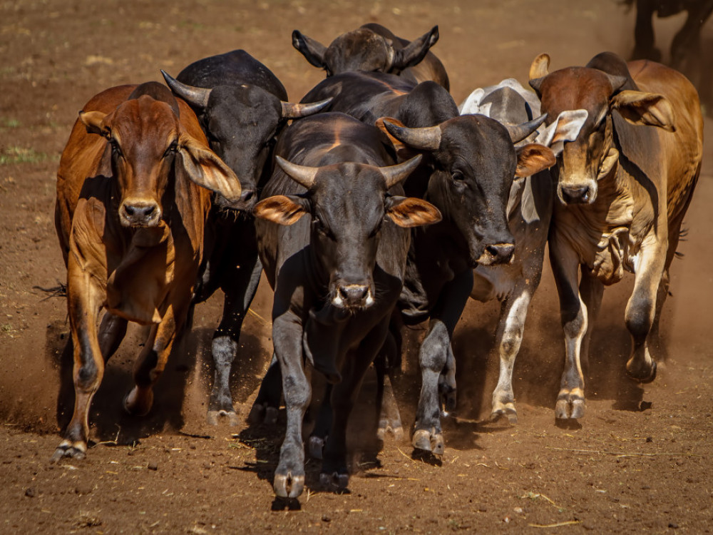 Ne le na borzi, rekordi tudi v vzajemnih skladih! Tam zdaj obračajo 5,4, milijarde evrov