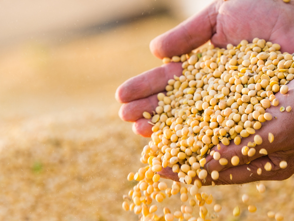 Rahljanje napetosti: Kitajska kupila prve tovore ameriške soje