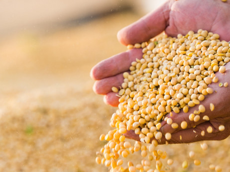 Rahljanje napetosti: Kitajska kupila prve tovore ameriške soje