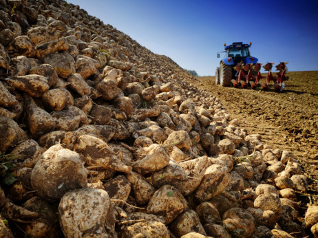 Cena sladkorja hitro upada, zdi pa se, da dna še nismo dosegli – analiza analitikov BBA