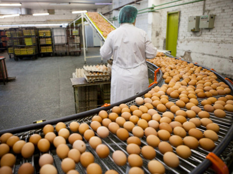 Drama na trgu jajc: Podražitve, ptičja gripa, poplava ukrajinskih jajc
