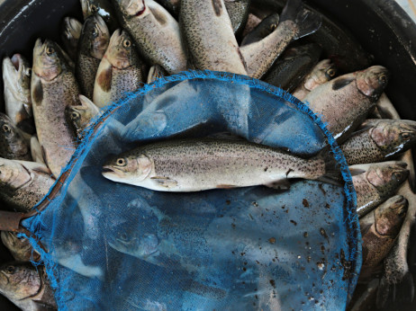 Zakaj je kultna skuša v konzervi začasno izginila s polic