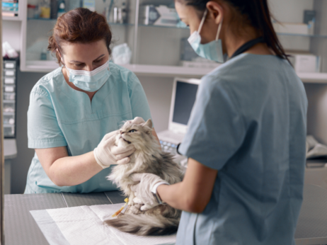 Veterina v razcvetu: 15 največjih klinik po prihodkih in po dobičku