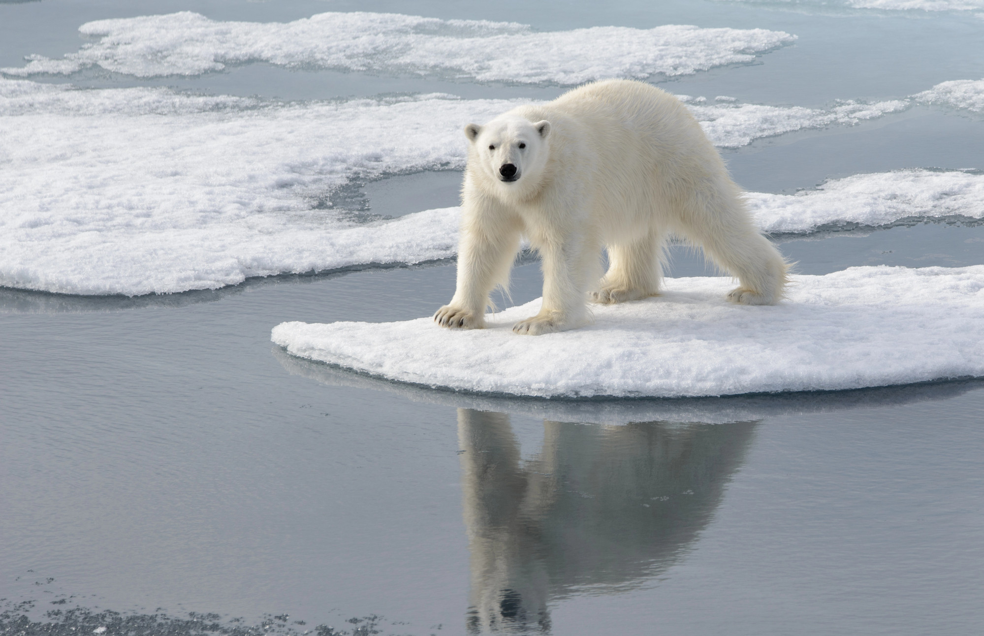 Trump ukinja enoto za podnebje, svetovne velesile v tekmi za surovine