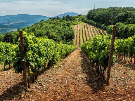 Vinski turizem brez vina: nova luksuzna doživetja med vinogradi