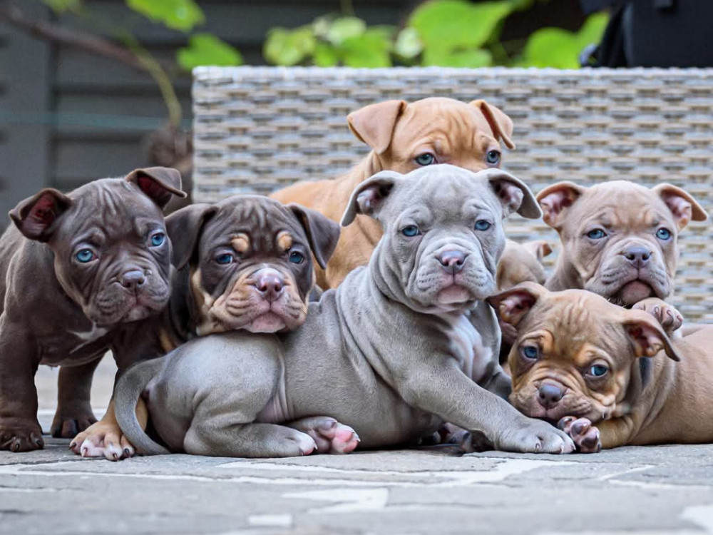 Razkošje na vrvici: koliko smo pripravljeni odšteti za vrhunske rodovniške pse?