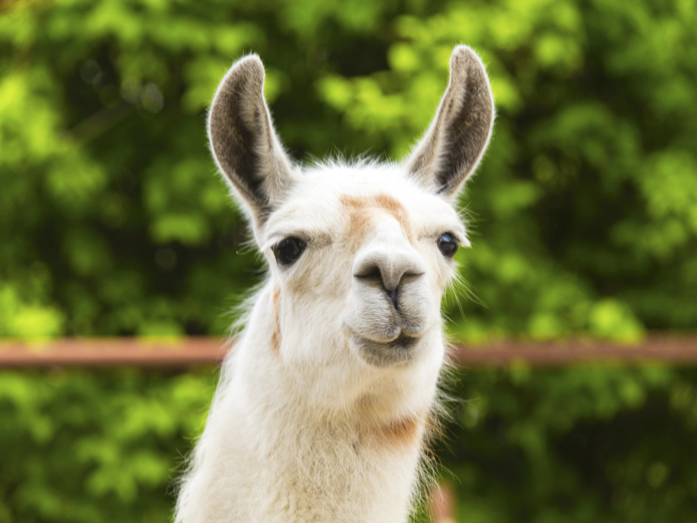 Meta uvaja svojega ChatGPT tekmeca: Kaj zna novi AI pomočnik?