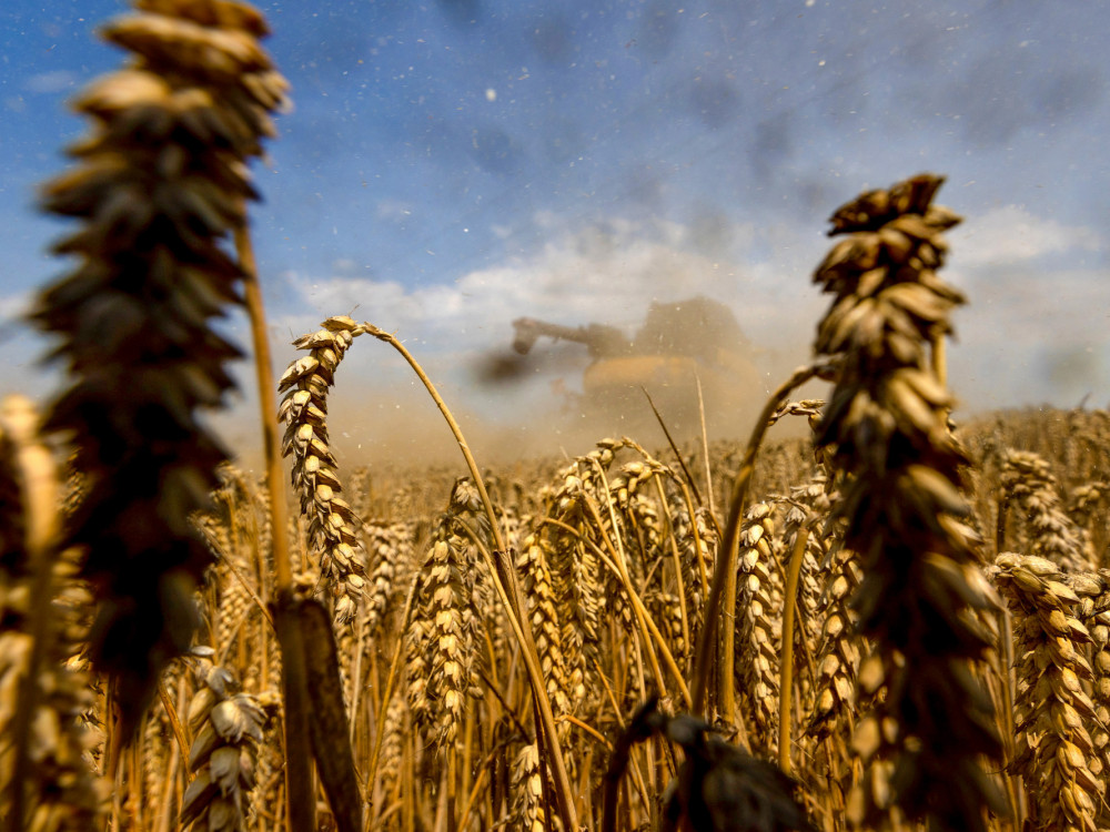 Cene pšenice upadle na najnižjo raven v zadnjih devetih mesecih