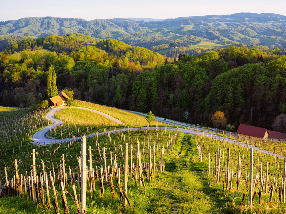 Slovenski vinski turizem: med griči, kletmi in ekskluzivnimi (avan)turami