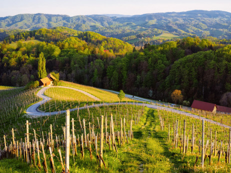 Slovenski vinski turizem: med griči, kletmi in ekskluzivnimi (avan)turami