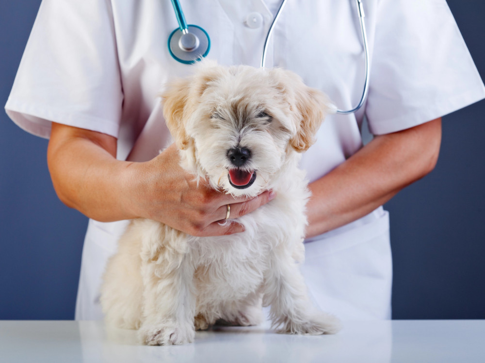 Skok cen veterinarskih storitev: kako drago je danes imeti psa ali mačko?