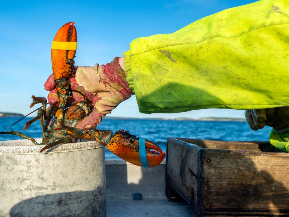 Odprava carin na ameriško industrijo in kmetijske izdelke: kaj zajema predlog EU?