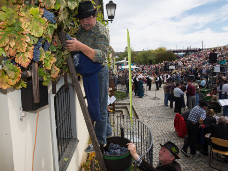 450 let, 66 kilogramov grozdja in vino, ki ga ne morete kupiti